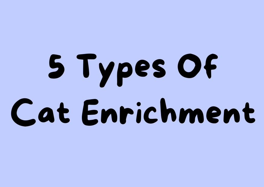 Five Types of Cat Enrichment Every Indoor Cat Needs