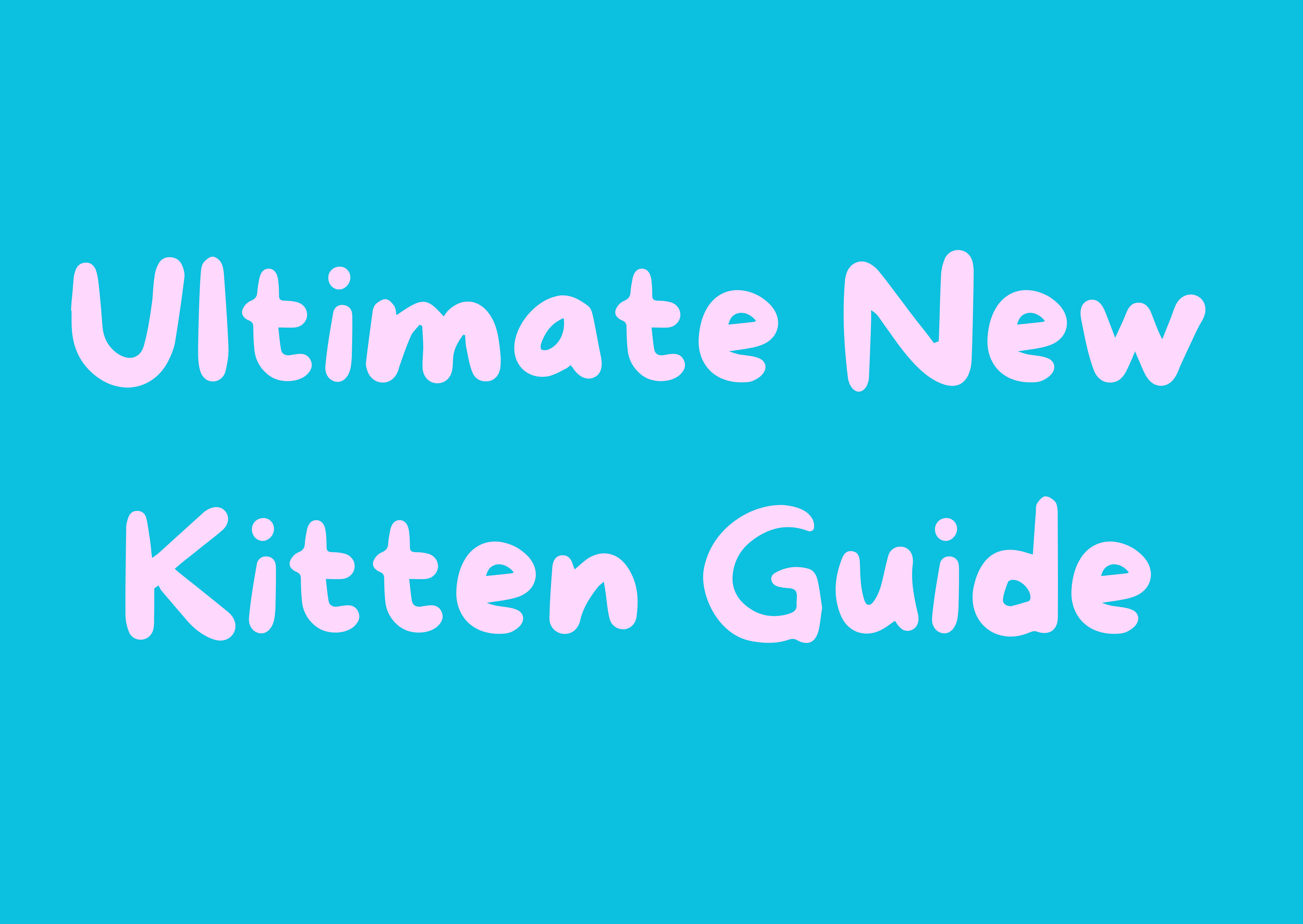 Ultimate New Kitten Guide: Everything You Need for Your First Cat