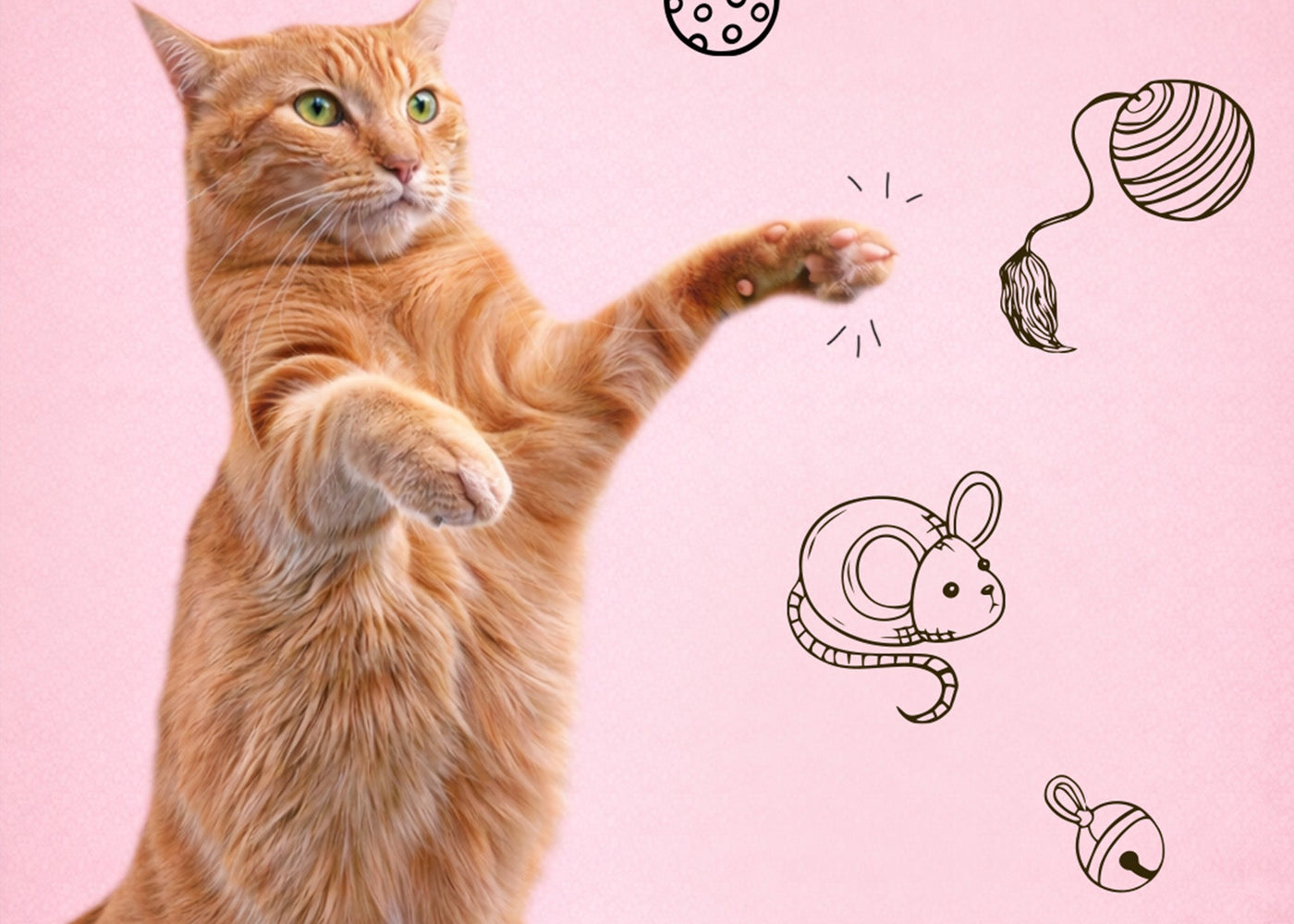 Indoor cat enjoying cat enrichment and interactive play