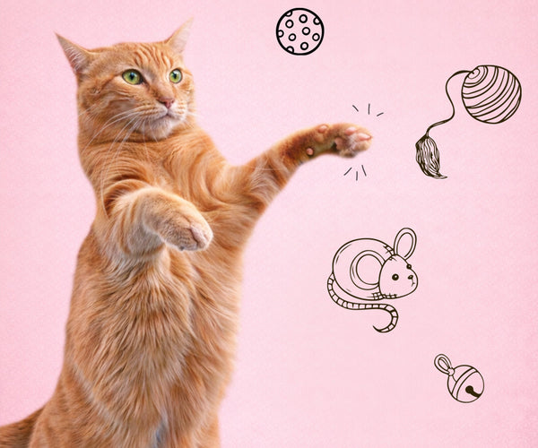Interactive Cat Toys UK | Boredom Busting & Enrichment – Cat Universe