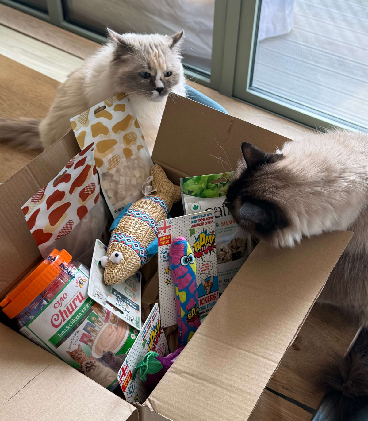 Gwen and Cosmo investigating a Cat Universe delivery of cat enrichment toys