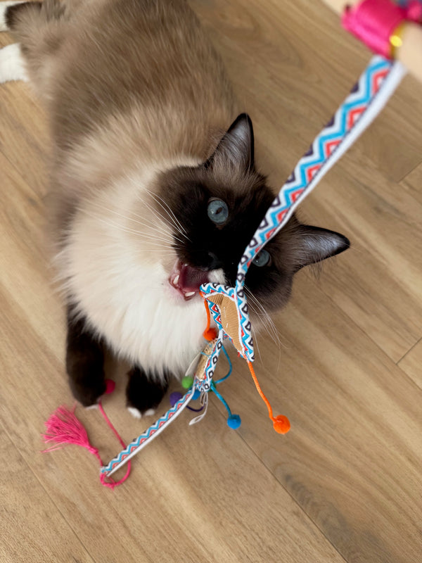 Bored Cat Bundle Boxes