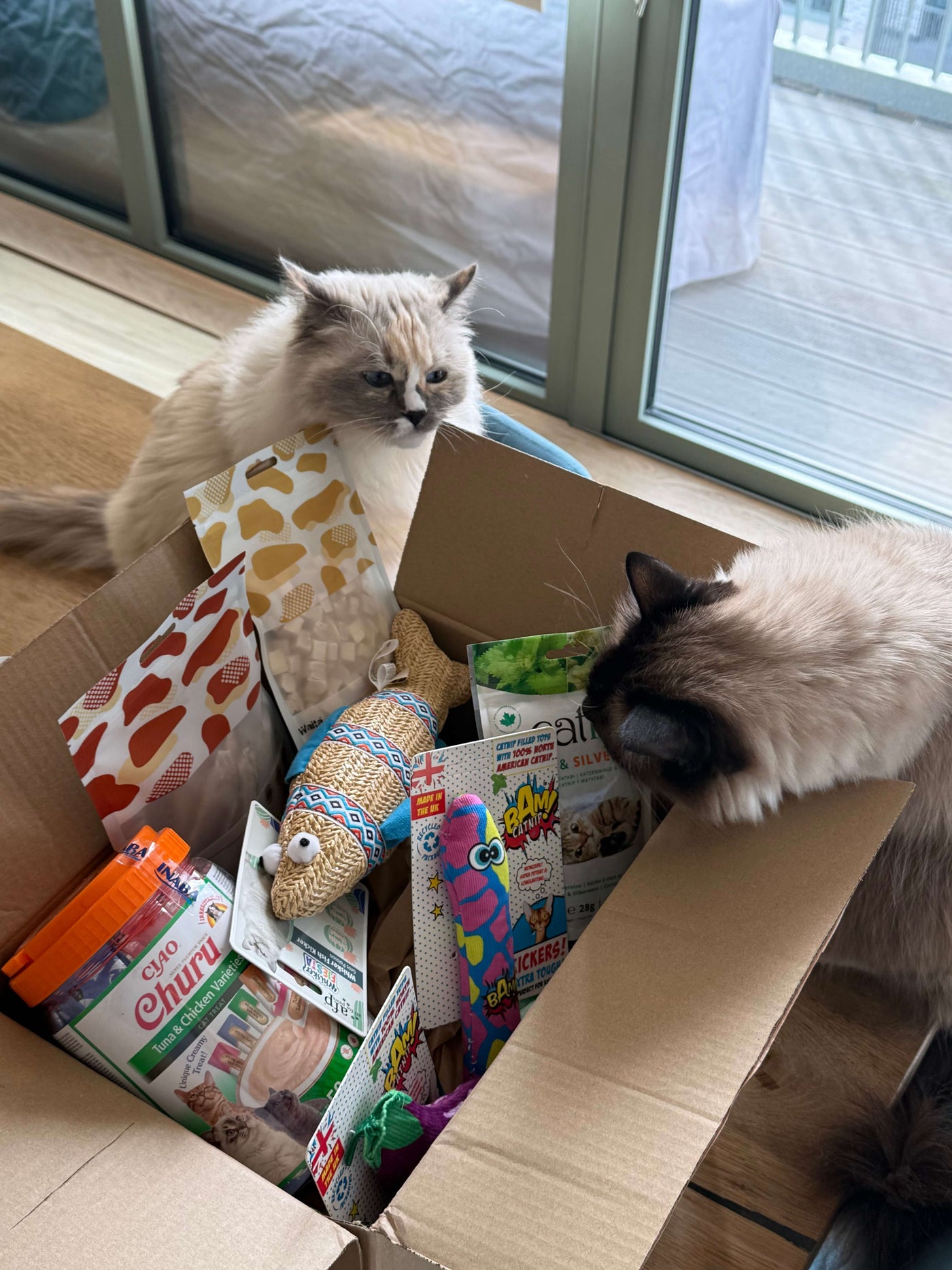 Cat Universe